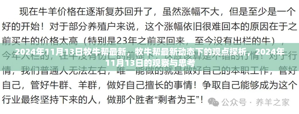牧牛帮最新动态观点探析，2024年11月13日的观察与思考