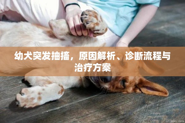 幼犬突发抽搐，原因解析、诊断流程与治疗方案
