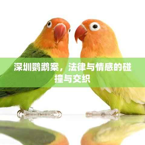 danpiaolouxiang 第8页