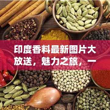 印度香料最新图片大放送,魅力之旅,一览香料世界!