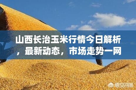 山西长治玉米行情今日解析,最新动态,市场走势一网打尽!