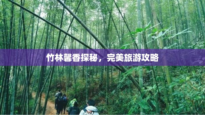 竹林馨香探秘,完美旅游攻略