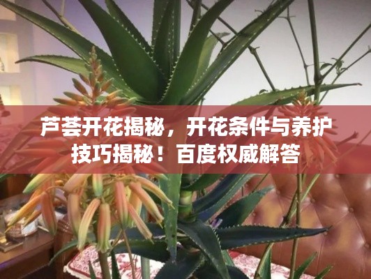 芦荟开花揭秘，开花条件与养护技巧揭秘！百度权威解答